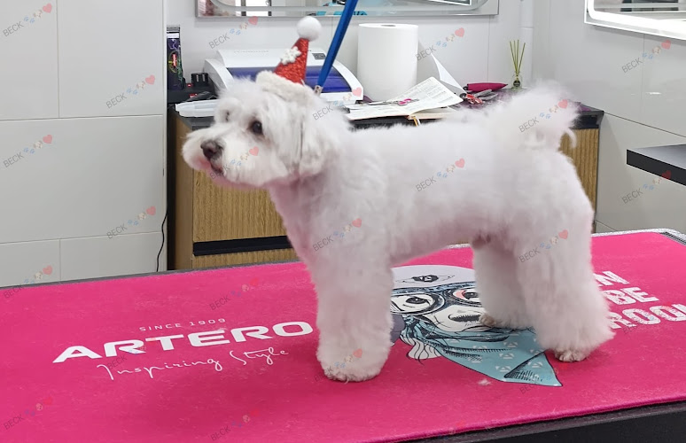 Peluquería Canina Beck Dog Grooming en Murcia