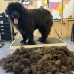 Peluquería Canina Bigdog – Peluquería Canina en Gijón