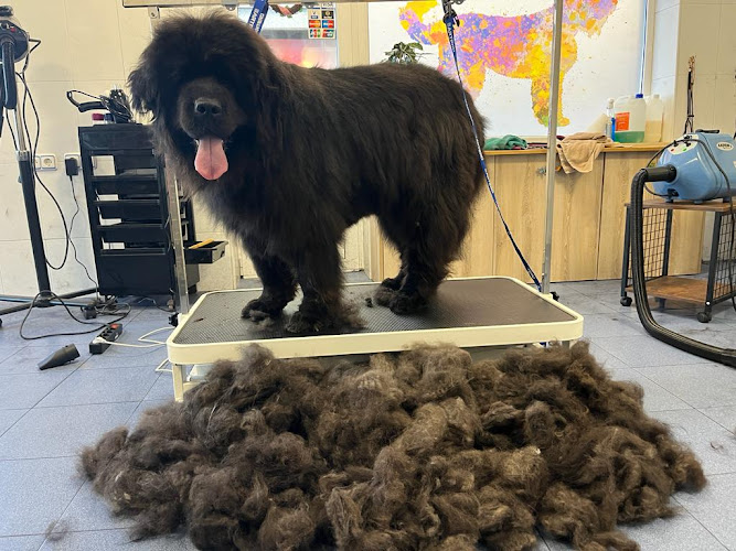 Peluquería Canina Bigdog en Asturias