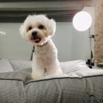 Peluqueria Canina Bonito Perro & Beatriz – Peluquería Canina en Reus