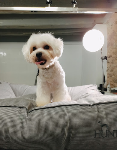 Peluqueria Canina Bonito Perro & Beatriz en Tarragona