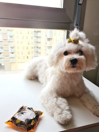 Peluquería Canina Bud's Bath-Zaragoza en Zaragoza