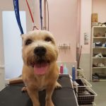 Peluqueria Canina Bupy – Peluquería Canina en Las Palmas De Gran Canaria