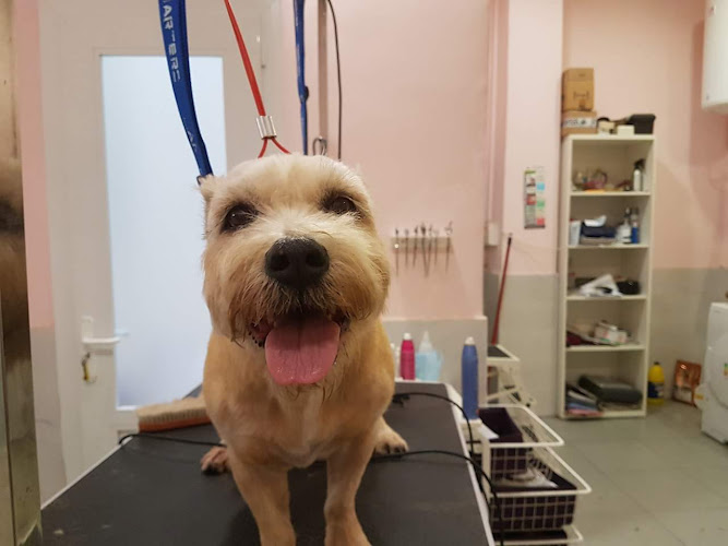 Peluqueria Canina Bupy en Las Palmas