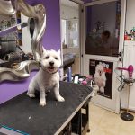 Peluquería Canina Caesar’s Palace – Peluquería Canina en San Bartolomé De Tirajana