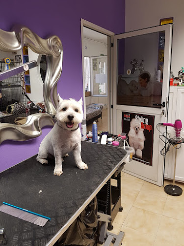 Peluquería Canina Caesar’s Palace en Las Palmas
