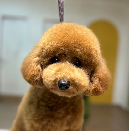 Peluquería Canina Can De Chira en Zaragoza