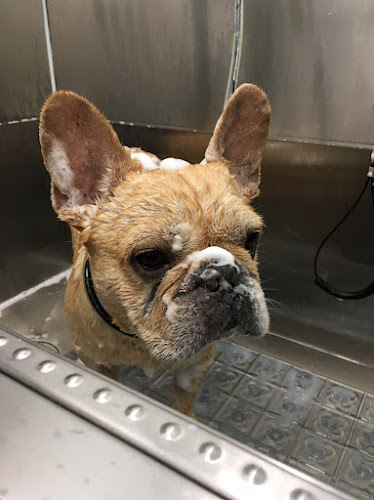 Peluquería Canina Candog en Barcelona