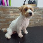Peluquería Canina Canine Stylist – Peluquería Canina en Meco