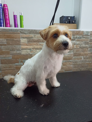 Peluquería Canina Canine Stylist en Madrid