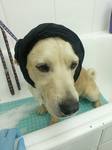 Peluquería Canina Caramelo en Zamora