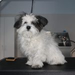 Peluquería Canina Carbajosa. Guau! Qué Pelos – Peluquería Canina en Carbajosa De La Sagrada