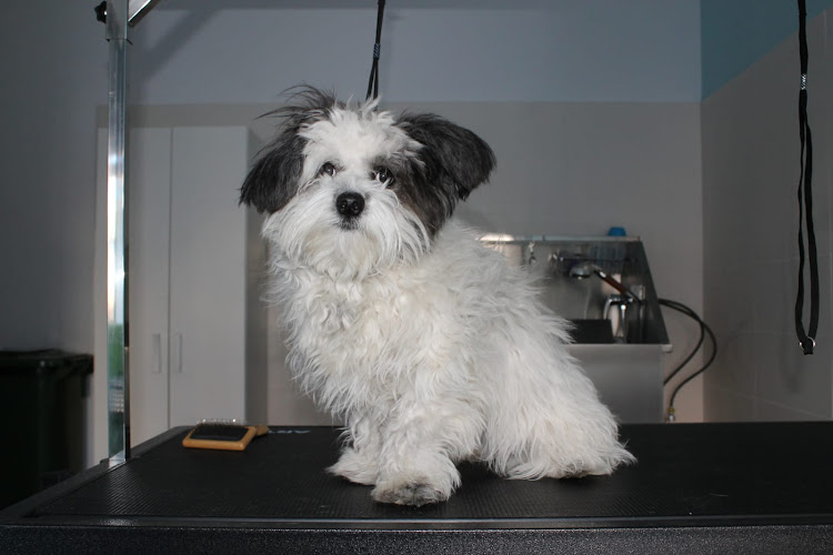 Peluquería Canina Carbajosa. Guau! Qué Pelos en Salamanca