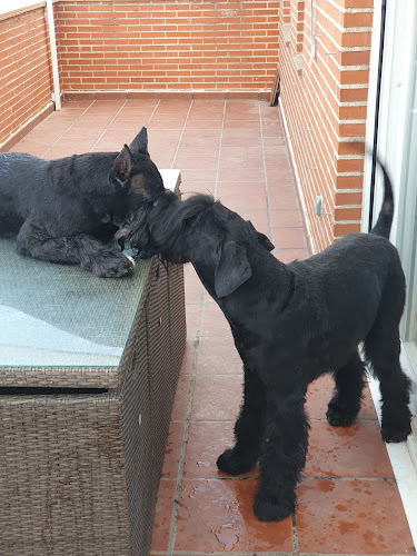 Peluquería Canina Cesar's en Madrid