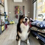 Peluquería Canina Cinco Lobitos – Peluquería Canina en Palma