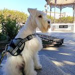 Peluquería Canina Ciro – Peluquería Canina en Alcalá De Henares