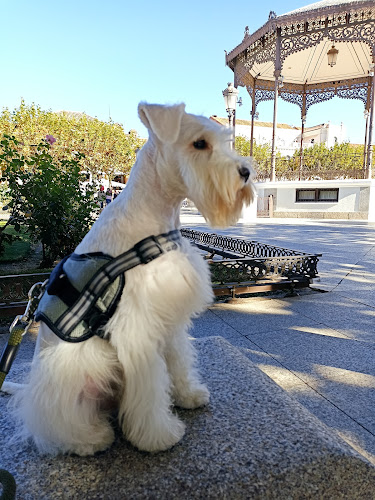 Peluquería Canina Ciro en Madrid