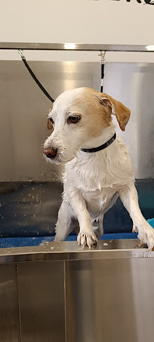 Peluquería Canina Clara Y Ainoa en Balearic Islands