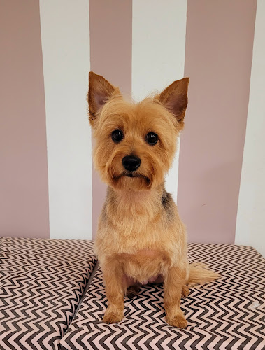Peluqueria Canina Cocco Chanel en Balearic Islands