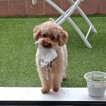 Peluqueria Canina Coquetos – Peluquería Canina en Donostia-san Sebastian