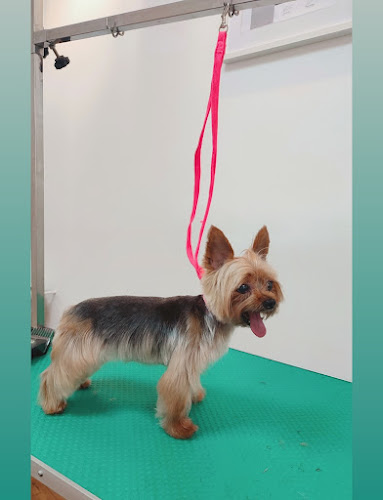 Peluquería Canina Coquetos Huesca en Huesca