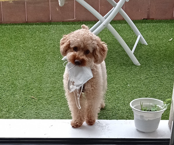 Peluqueria Canina Coquetos en Gipuzkoa