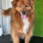 Peluqueria Canina Cuidamos A Tu Peludo – Peluquería Canina en Es