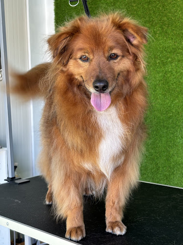 Peluqueria Canina Cuidamos A Tu Peludo