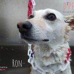 Peluquería Canina D' Pelos – Peluquería Canina en Alcantarilla