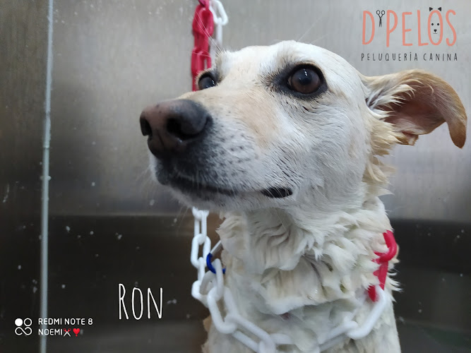 Peluquería Canina D' Pelos en Murcia