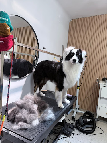 Peluquería Canina Daniela S.l en Madrid