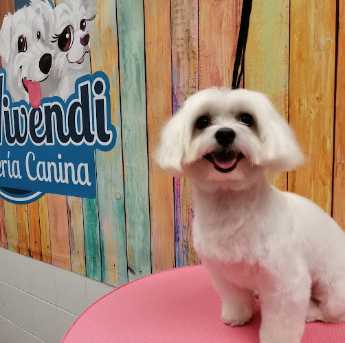 Peluquería Canina Dar Vivendi en Las Palmas