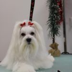 Peluquería Canina Dejando Huella – Peluquería Canina en Alcantarilla