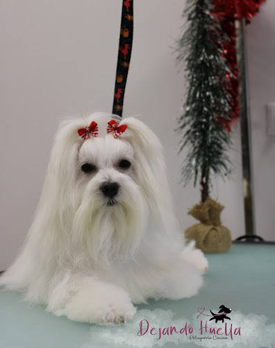 Peluquería Canina Dejando Huella en Murcia