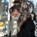 Peluquería Canina Di Sousa – Peluquería Canina en Pozuelo De Alarcón