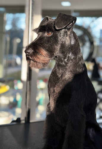 Peluquería Canina Di Sousa en Madrid