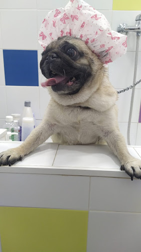 Peluquería Canina Doglimpio en Huelva