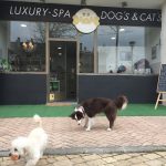 Peluquería Canina Dog's & Cat's Luxury Spa – Peluquería Canina en Pozuelo De Alarcón