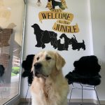 Peluquería Canina Dogs N' Roses – Peluquería Canina en Oviedo