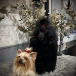 Peluquería Canina El Karmelo – Peluquería Canina en Bilbao