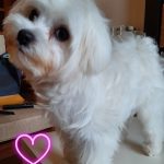 Peluquería Canina El Rincón Del Perro – Peluquería Canina en Villaviciosa