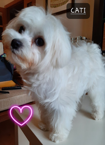 Peluquería Canina El Rincón Del Perro en Asturias