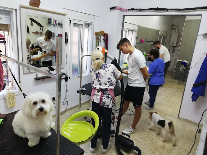 Peluqueria Canina El Sevillano en Sevilla