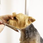 Peluquería Canina Elena Chávarri – Peluquería Canina en Logroño