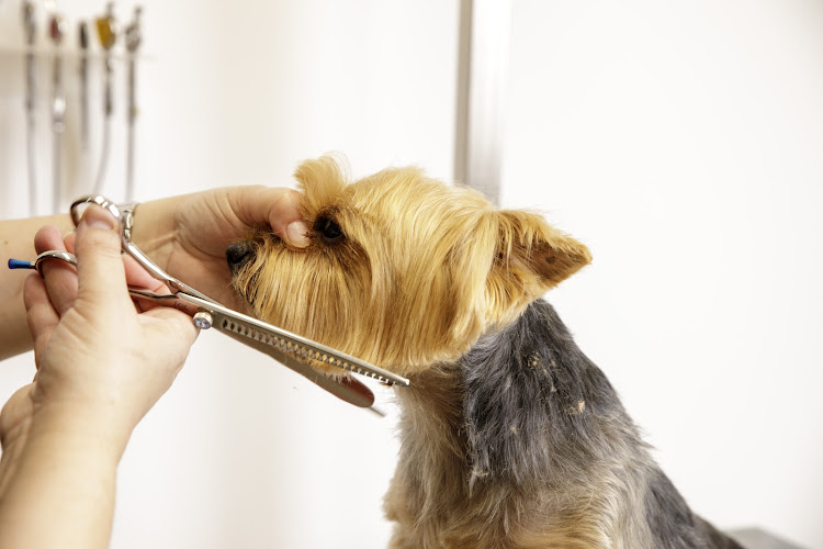 Peluquería Canina Elena Chávarri en La Rioja