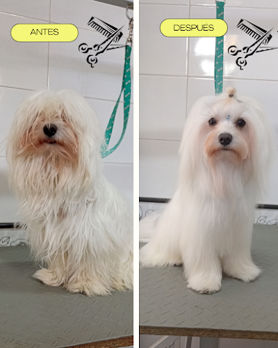 Peluquería Canina Elena Vázquez en Sevilla