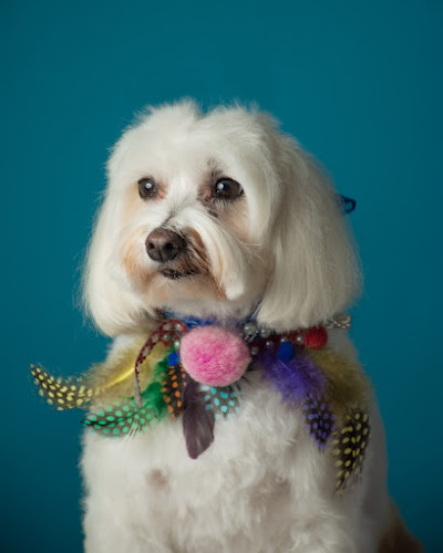 Peluquería Canina Eliane Queiroz en Barcelona