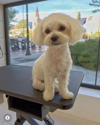 Peluqueria Canina En Barcelona - Kom Qom en Barcelona