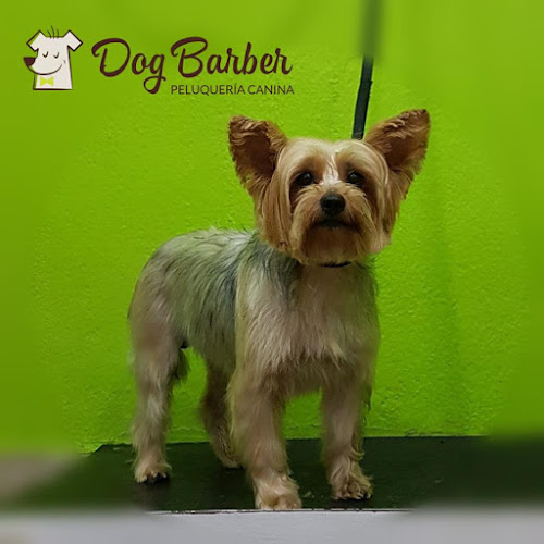 Peluquería Canina En Huelva Dog Barber en Huelva