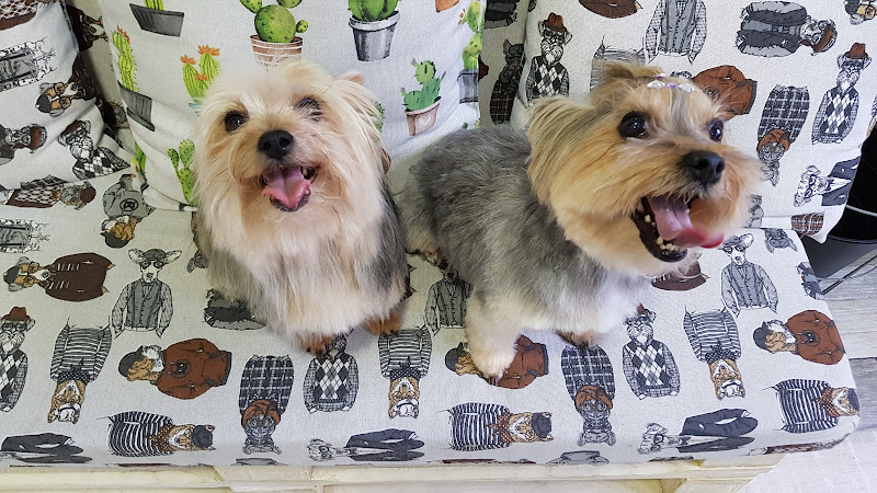 Peluquería Canina En Madrid Barbercan en Madrid